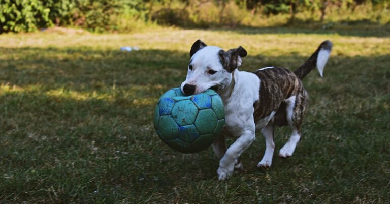 Looking For Soccer Tips? Keep Reading For Some Great Info!